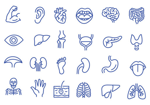 Medical organs line icon set. Vector pictograms of anatomy, body parts, kidney, bladder, pancreas, intestine, thyroid, pelvis, skeleton, joint, hand, nose, mouth, tongue, thin linear illustration.