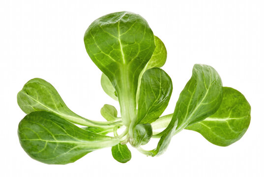Fresh Lambs Lettuce Leaves Isolated Against Dark Setting