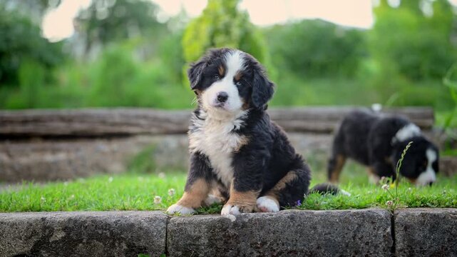 Two Bernese Mountain Dog Puppies Playing Outdoors