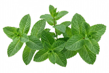 Fresh Green Mint Sprigs with Textured Leaves © Khalilur