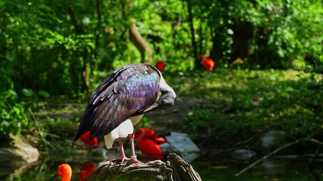 The Straw-necked Ibis, Threskiornis spinicollis is a bird of the ibis and spoonbill family Threskiornithidae. 