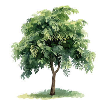 Tamarind Tree, vector watercolor, clipart, isolated on a white background.