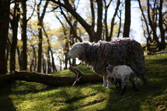 Mother Sheep and Lamb in the Lake District