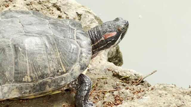 A red-eared slider turtle rests on a rock beside a pond. It basks in the sun, enjoying the calm and tranquil outdoor environment.