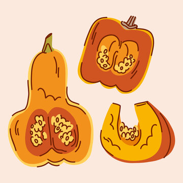 Illustration of orange butternut squash and sugar pumpkin halves and slices, clean cuts of vegetables with insides, seeds and flesh in doodle style