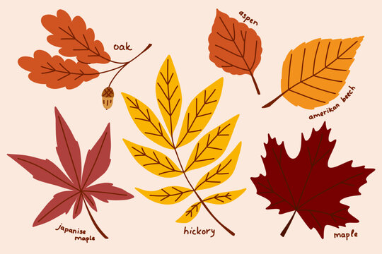American autumn leaves collection, botanical clip art with hand drawn plants and tree branches in yellow and red
