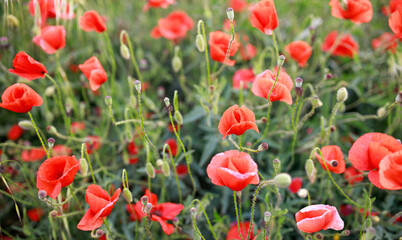 Naklejka premium Red poppies bloom among variety of grasses in wild flowering meadow, beautiful summer natural background in Andalusia.