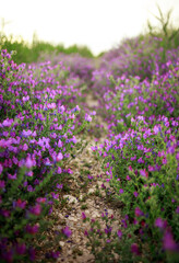 Obraz premium Purple plants, flowers in wild field, close-up at sunset, beautiful summer natural backdrop in Andalusia.