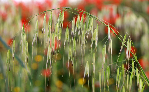 Red poppies bloom among variety of grasses in wild flowering meadow, beautiful summer natural background in Andalusia.
