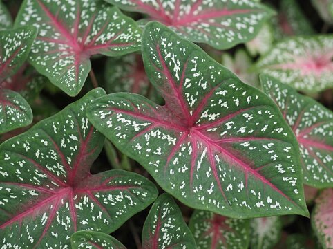 Exquisite caladium leaves displaying intense red veins and mottled white pattern on rich green foliage surface macro photograph.