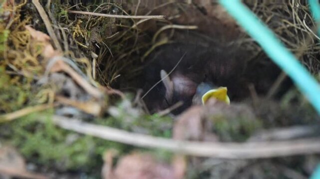 Baby robins (Erithacus rubecula) the chicks hatched from the eggs and they ask, "I want to eat"