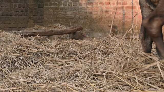 Traditional threshing of grain in India.
where cattle are utilized to separate grain from straw.
The animals walk over the cut stalks spread on the ground, and the grain separates from the stalks.