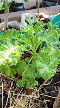 food, salad, fruit, fresh, healthy, vegetable, organic, vegetarian, strawberries, nutrition, lettuce, meal, green, diet, tomato, berry, sweet, kale