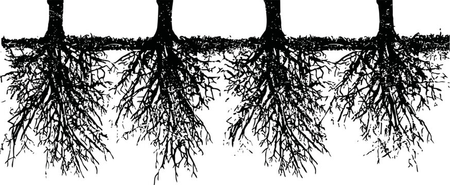 Tree roots underground system showing root structure and soil penetration in black silhouette
