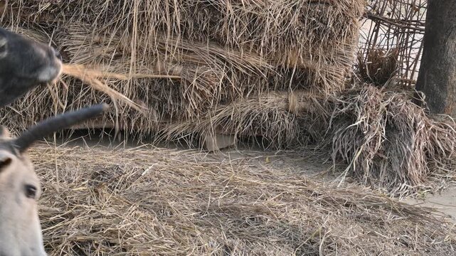 Traditional threshing of grain in India.
where cattle are utilized to separate grain from straw.
The animals walk over the cut stalks spread on the ground, and the grain separates from the stalks.