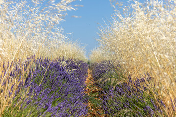 Obraz premium Cereals among lavender fields on the Plateau of Valensole. Provence, France.