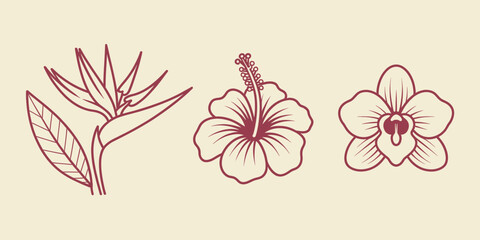 Tropical flower set bird of paradise, hibiscus, and orchid outline sketch vector illustration © Business Technology