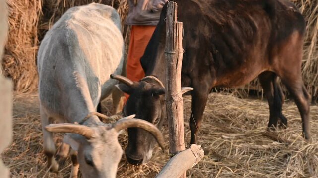 Traditional threshing of grain in India.
where cattle are utilized to separate grain from straw.
The animals walk over the cut stalks spread on the ground, and the grain separates from the stalks.