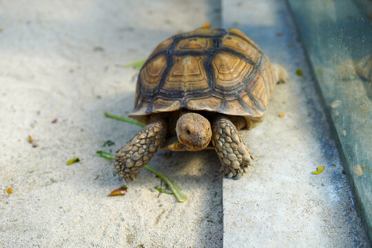Small tortoise walking on concrete surface with grass