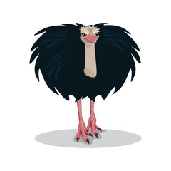 Fototapeta premium A cute and curious ostrich with black feathers on a white background. Hand-drawn vector illustration of a wild animal.