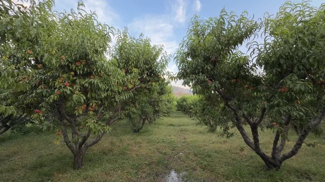 A cluster of ripe peaches (Prunus persica) glowing on a tree branch in Khyber Pakhtunkhwa.