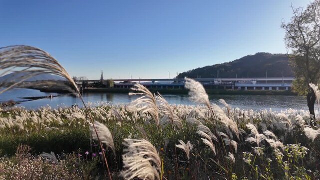 Beautiful autumn landscape of Suncheon Bay wetland