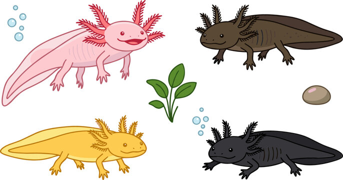 Cute Axolotl Salamander Amphibian Vector Set Featuring Pink Leucistic Golden Albino Wild Type and Melanistic Black Species with Aquatic Plant Elements