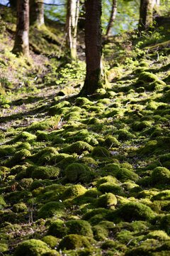 Moss-Covered Woodland in the Lake District