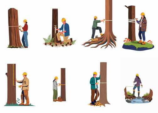 Professional Forestry Workers and Arborists Measuring Tree Trunks with Tapes and Calipers in Flat Vector Illustration Set