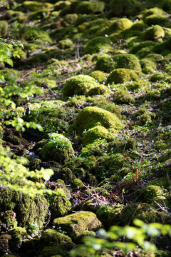 Mossy Woodland in the Lake District