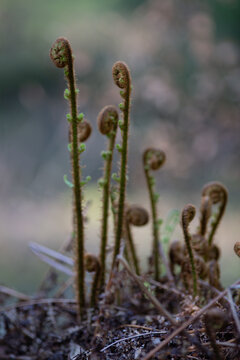 Ostrich Fern Unfurling in the Lake District