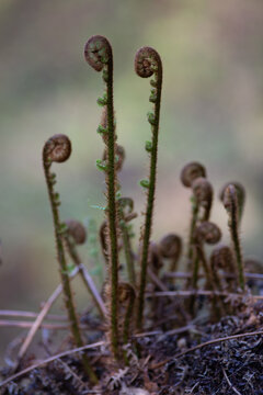 Ostrich Fern Projections - Grasmere, Lake District
