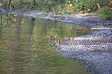Fototapeta premium Mallard Family on a Lake Shore