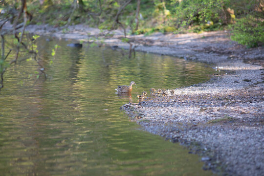 Mallard Family on a Lake Shore