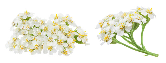 fresh yarrow flowers isolated on white background © kolesnikovserg