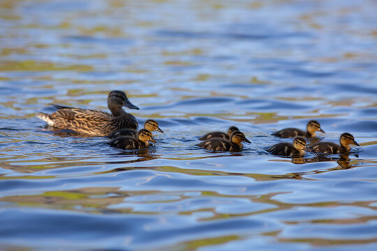 Ducks on Coniston Water