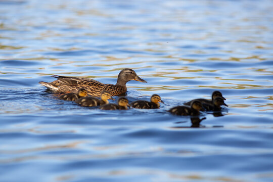 Mallard Family on Coniston Water
