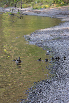 Mallards on Grasmere Lake