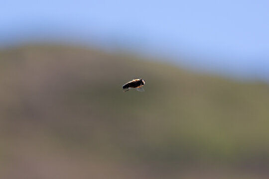 Dartmoor Buzzard in Flight