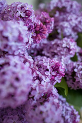 Obraz premium bez, kwiaty, wiosna, flowers, lilac flower, lilac, nature