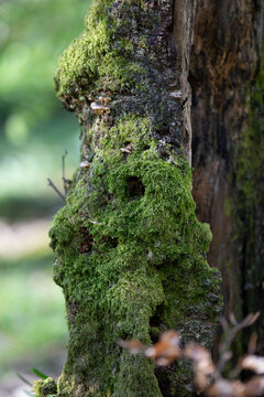 Moss-Covered Tree Trunk in the Lake District