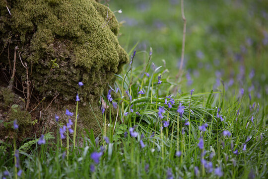 Wild Bluebells in the Lake District