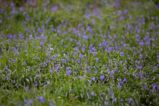Purple Wood Anemone Meadow in the Lake District