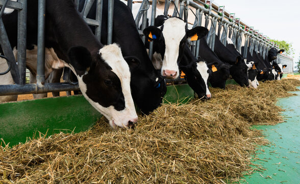 Dairy cattle eating hay in modern farm barn
