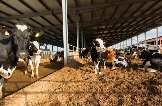 Group of dairy cows standing and lying down inside a modern barn