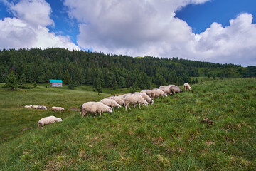 Fototapeta premium A flock of sheep grazes in a mountain meadow. Summer grazing of sheep in the Carpathian Mountains