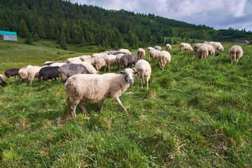 Fototapeta premium A flock of sheep grazes in a mountain meadow. Summer grazing of sheep in the Carpathian Mountains