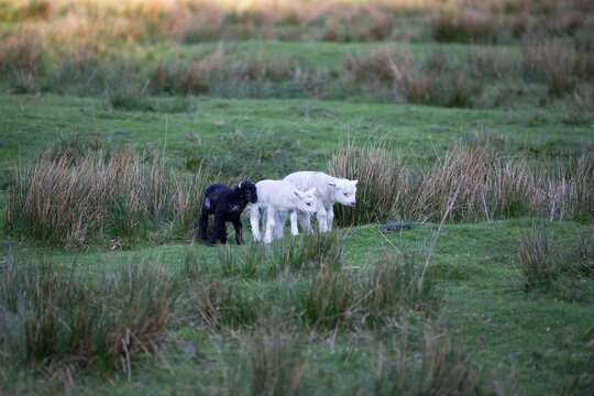 Lambs in the Lake District Meadow