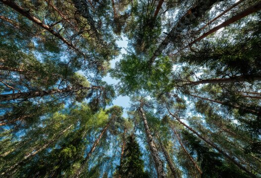 Looking up at dense pine forest canopy under blue sky with woodland evergreen branches outdoors sunlight perspective landscape vertical daylight tranquil ecosystem environment coniferous