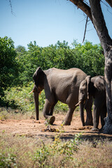 Obraz premium Two African elephants walk side by side in Chobe National Park, Botswana. Midday sun casts crisp shadows, bright light and shallow depth of field emphasize textured skin.